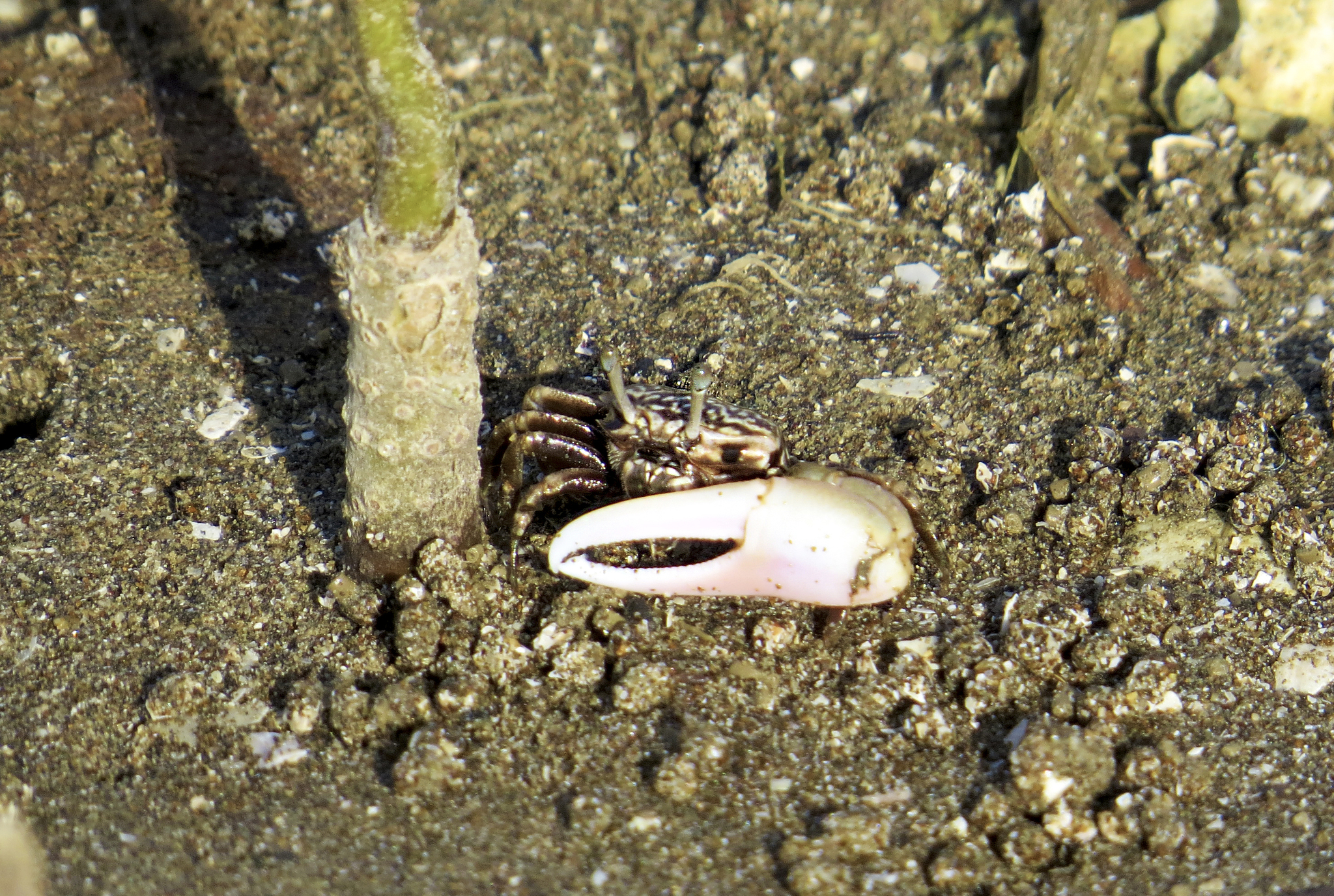 Image of Ring-legged Fiddler Crab