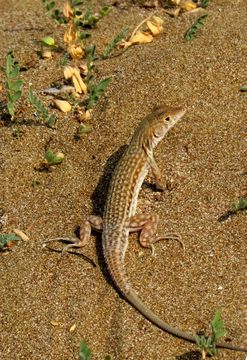 Image of Blanford's Fringe-fingered Lizard