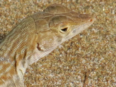 Image of Blanford's Fringe-fingered Lizard