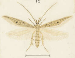 Image of Megacraspedus calamogonus Meyrick 1886