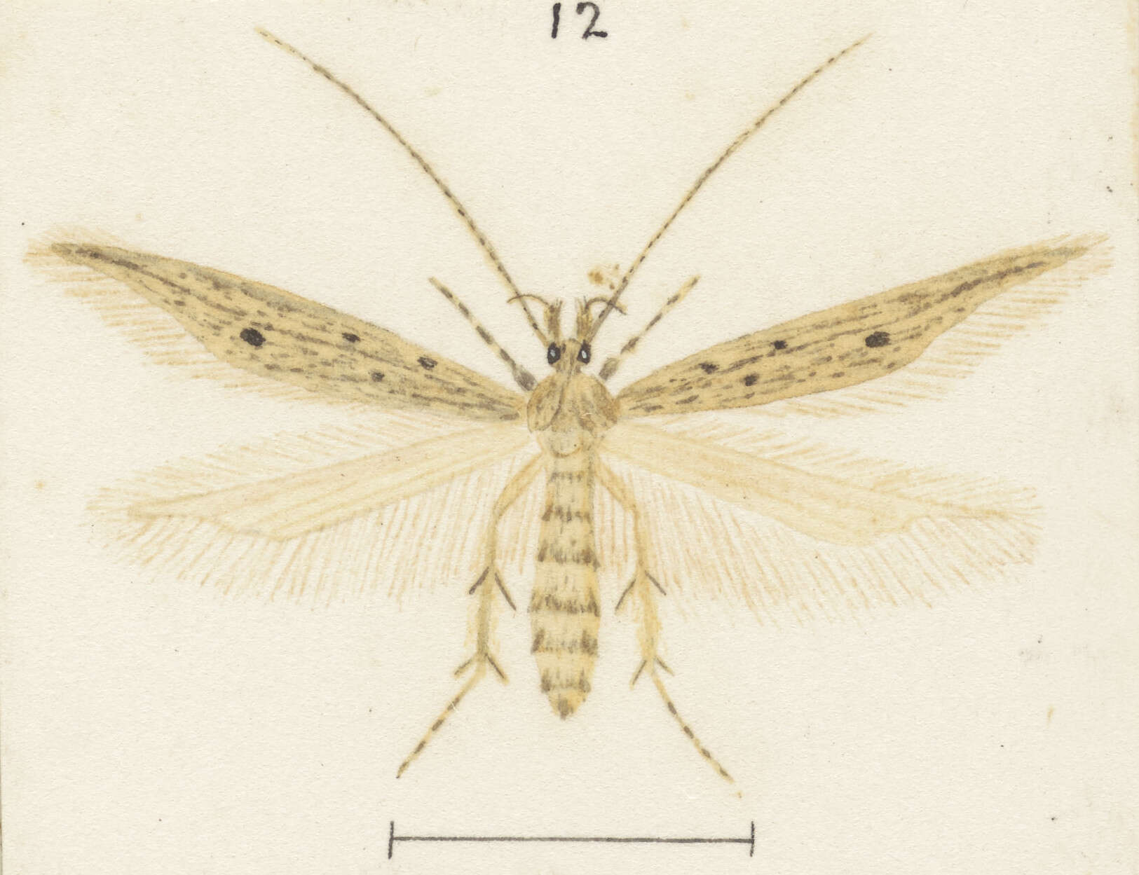 Image of Megacraspedus calamogonus Meyrick 1886