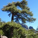 Image of <i>Pinus nigra laricio</i>