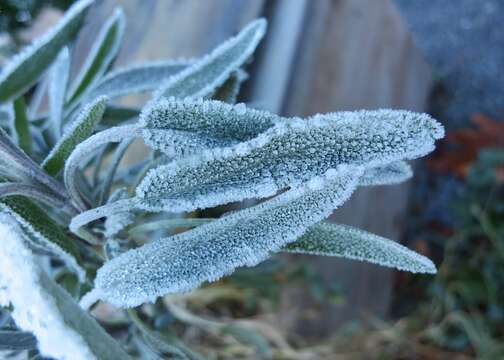 Imagem de Salvia officinalis L.