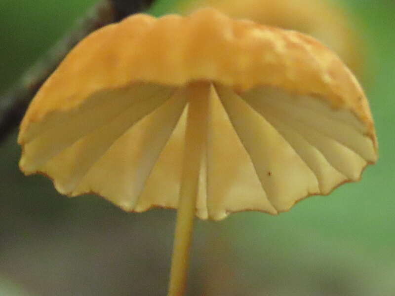 Imagem de Marasmius siccus