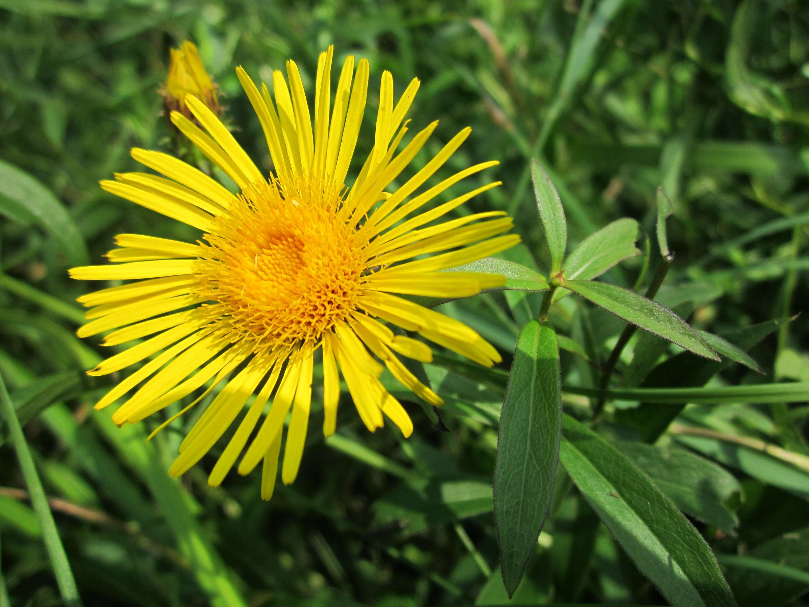 Image of Inula salicina