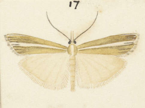 Image of Orocrambus paraxenus Meyrick 1885