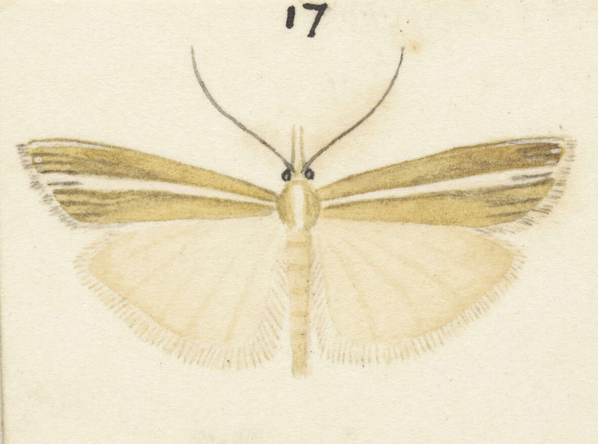 Image of Orocrambus paraxenus Meyrick 1885