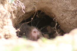 Image of Mountain Mole Vole