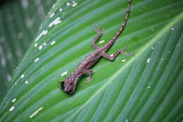 Image of Many-scaled Anole