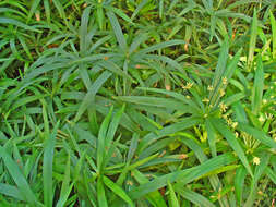 Image of Cyperus albostriatus Schrad.