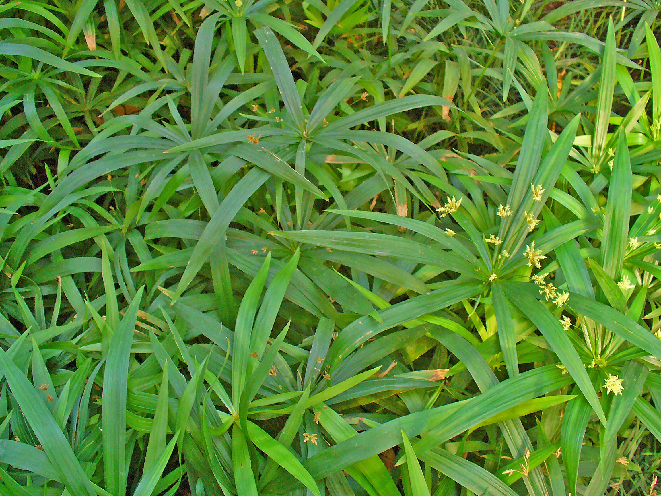 Image of Cyperus albostriatus Schrad.