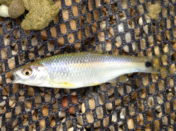 Image of Blacktail shiner