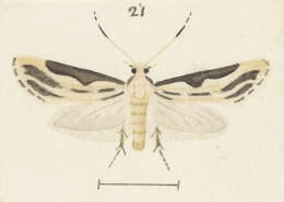 Image of Sagephora phortegella Meyrick 1888