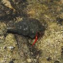 Image of California scarlet hermit crab