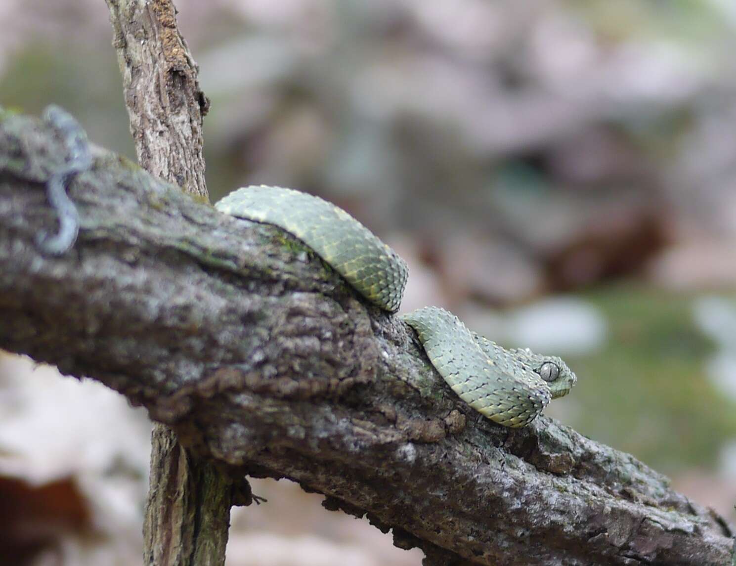 Image of African Bush Viper