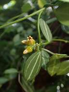 Image of Watermelon dischidia