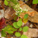 Image of <i>Spiraea betulifolia lucida</i>