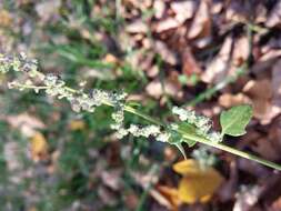 Plancia ëd Chenopodium opulifolium Schrader