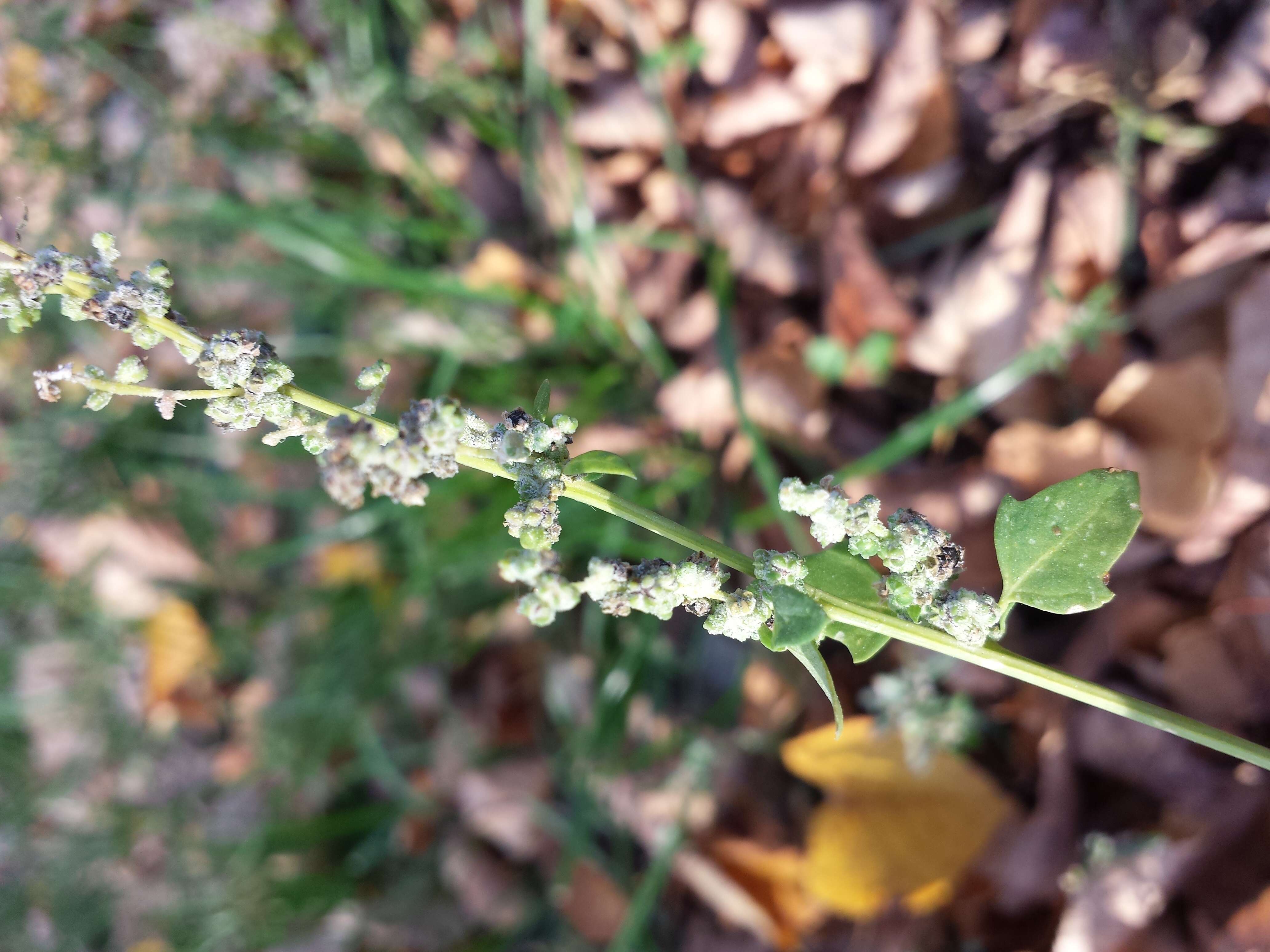 Plancia ëd Chenopodium opulifolium Schrader