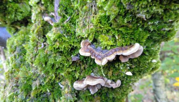 Image of Auricularia mesenterica (Dicks.) Pers. 1822