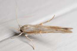 Image of kowhai seed moth