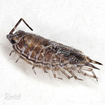 18.https www inaturalist org photos 3799576.580x360