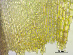 Image of oncophorus moss