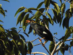 Image of Southern Hill Myna