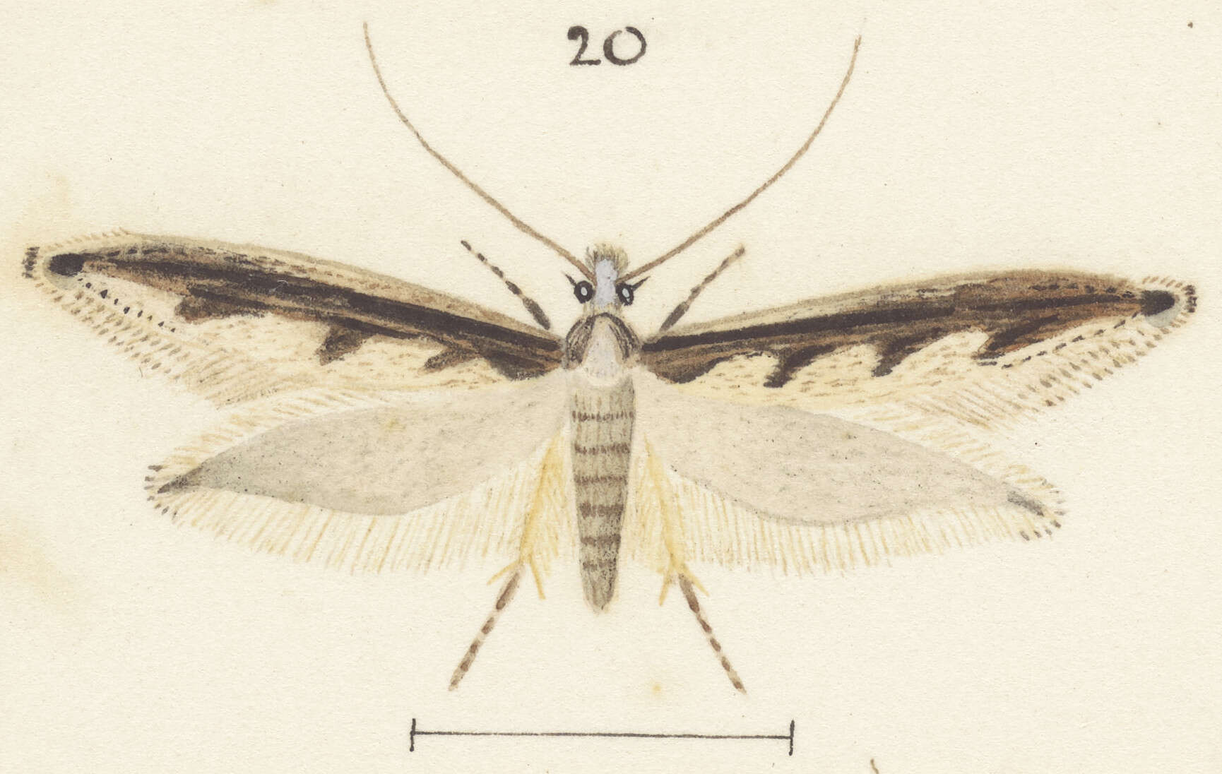 Image of Erechthias fulguritella (Walker 1863)