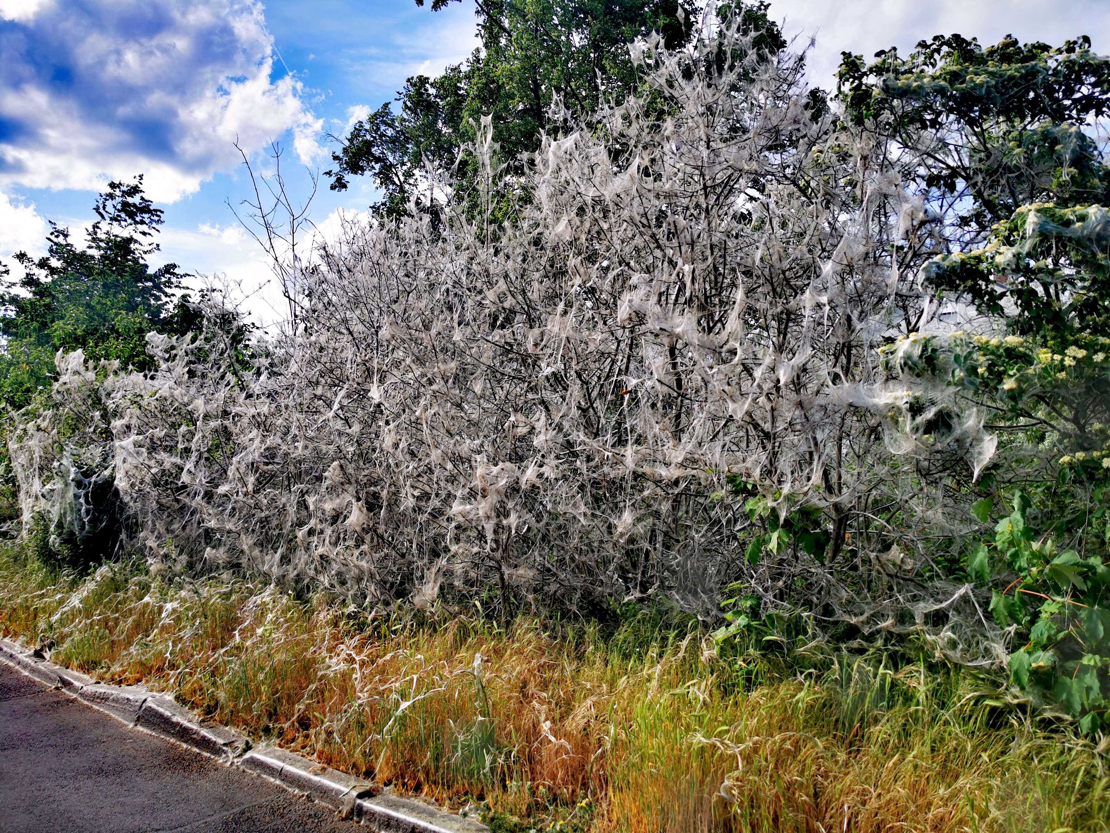 Image of ermine moths