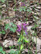 Plancia ëd Corydalis solida (L.) Clairv.