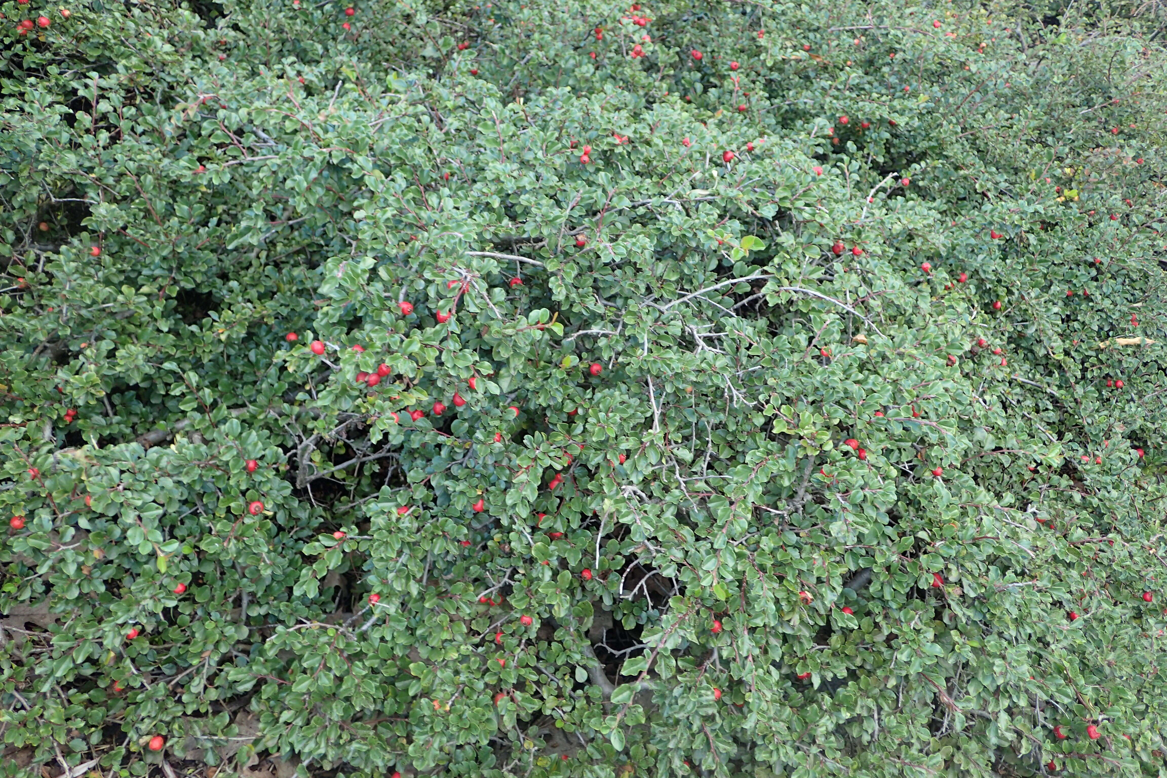 صورة Cotoneaster apiculatus Rehd. & E. H. Wilson