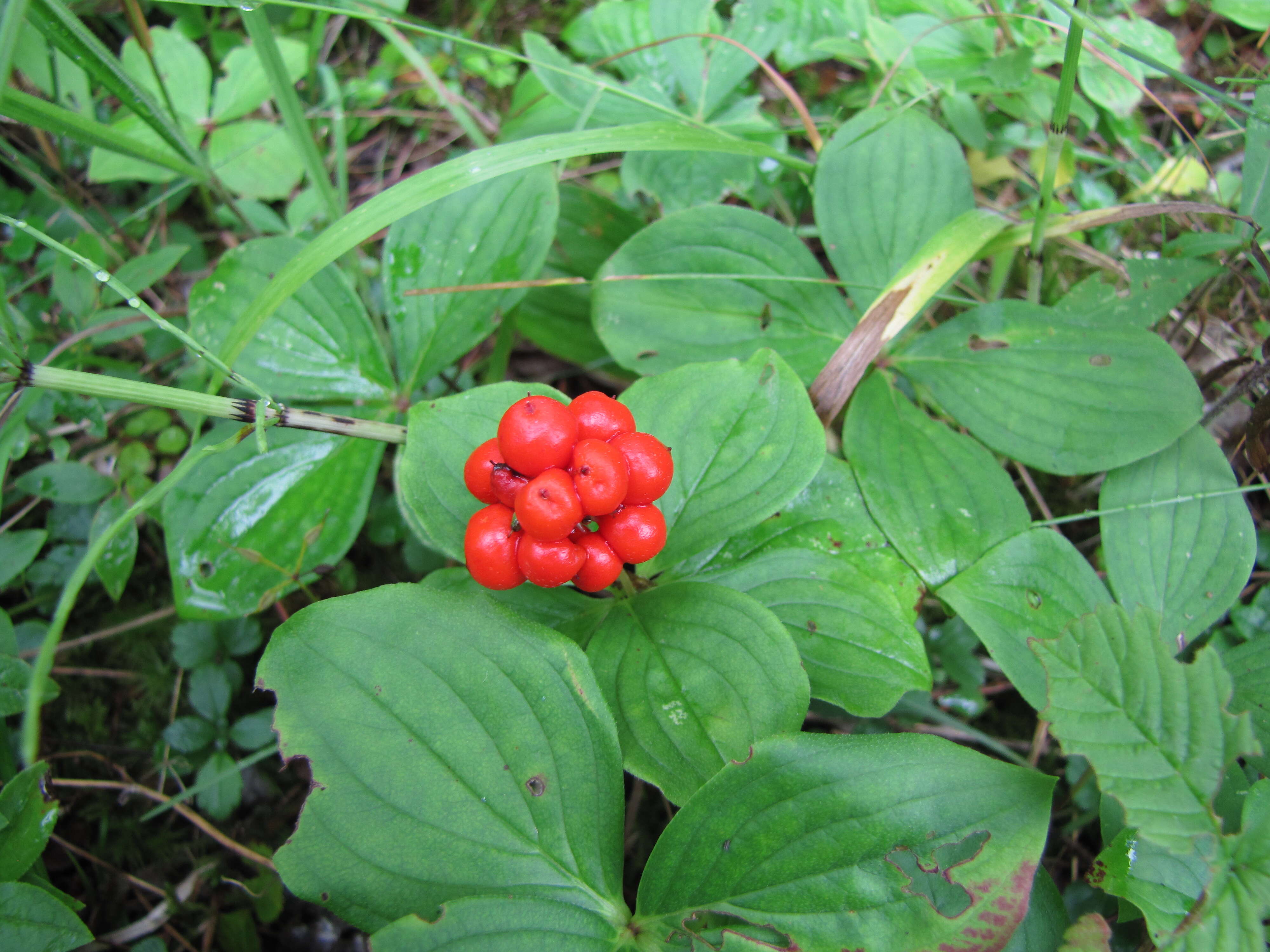 Image of bunchberry dogwood