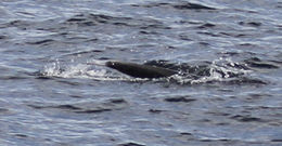 Image of Northern Right Whale Dolphin