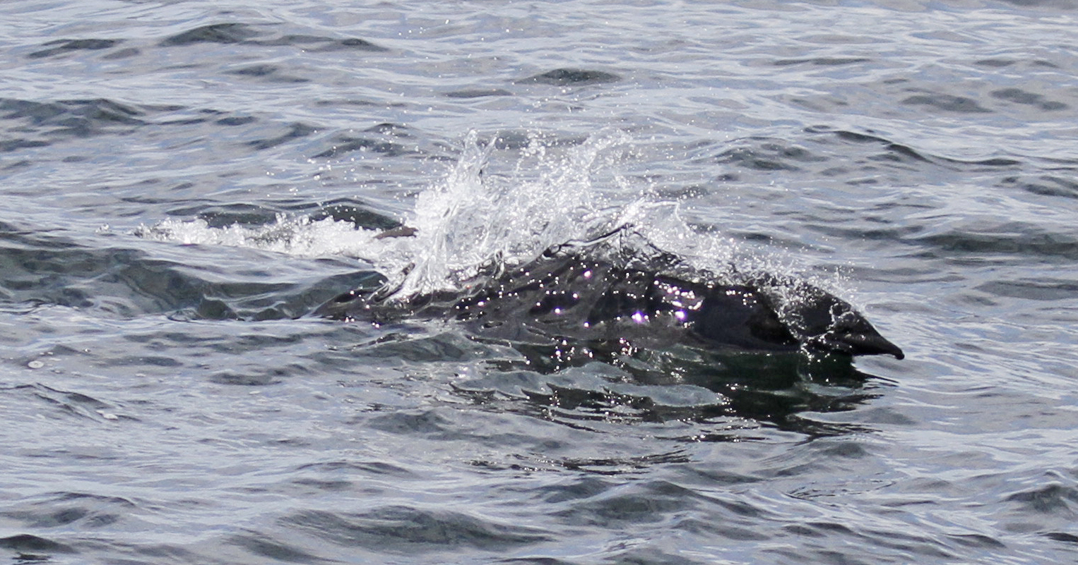 Image of Northern Right Whale Dolphin