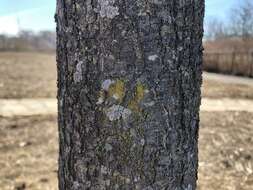 صورة Candelariella efflorescens R. C. Harris & W. R. Buck