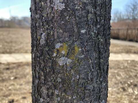 Image of eggyolk lichen