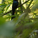 Image of Lesser Racket-tailed Drongo