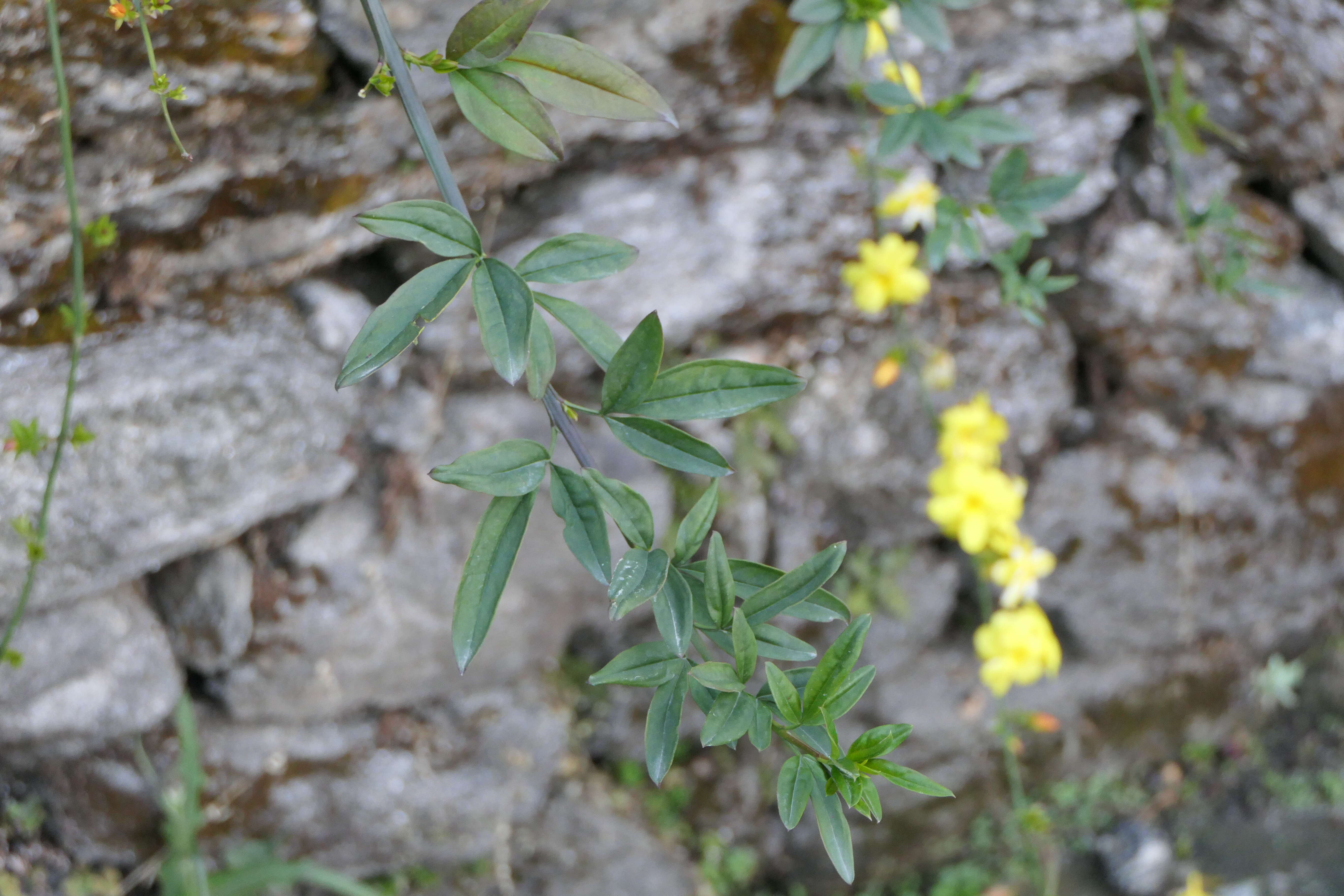 Image of Japanese jasmine