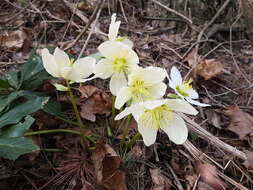 Image of black hellebore