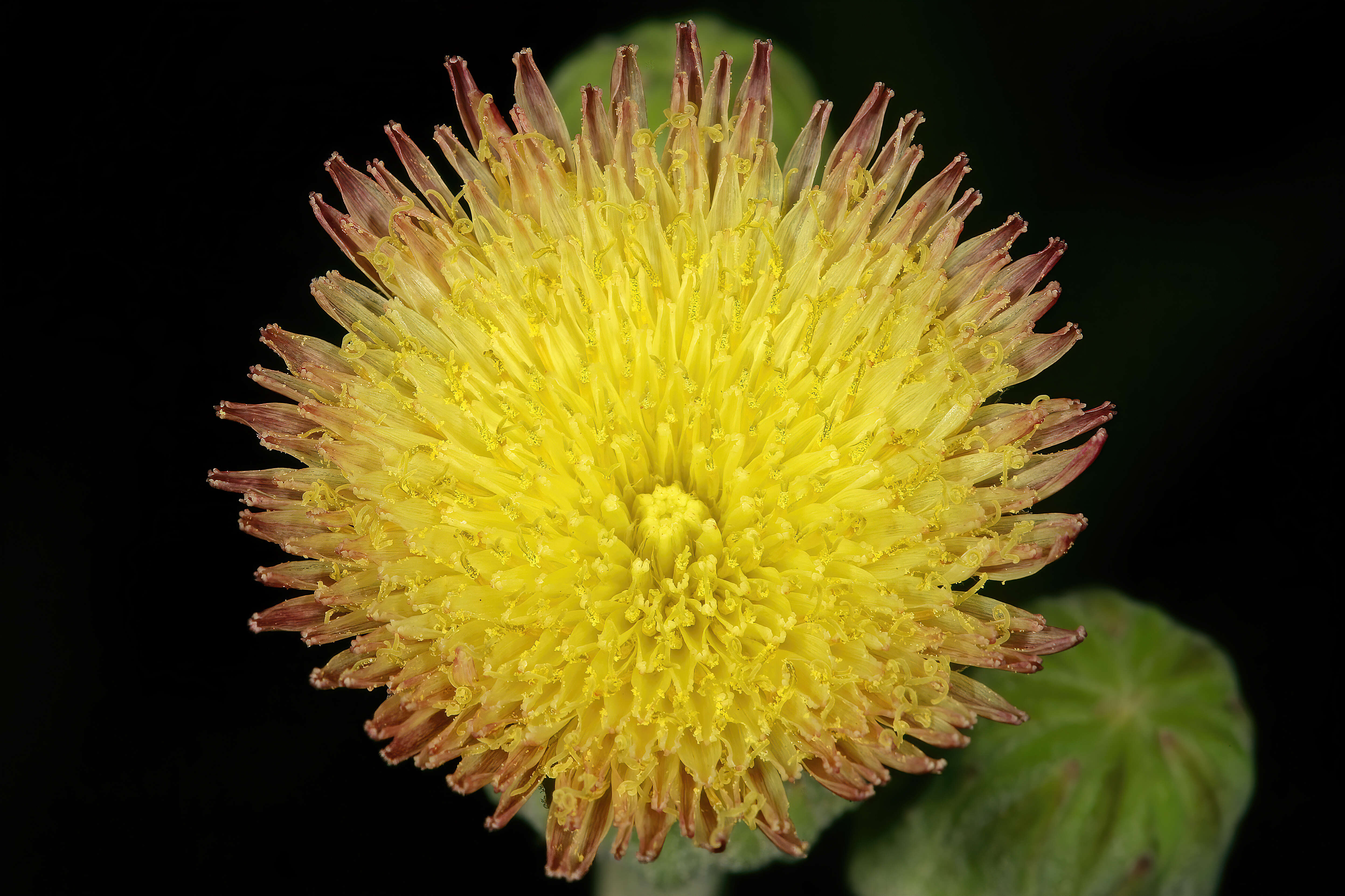 Image of Sonchus wilmsii R. E. Fr.