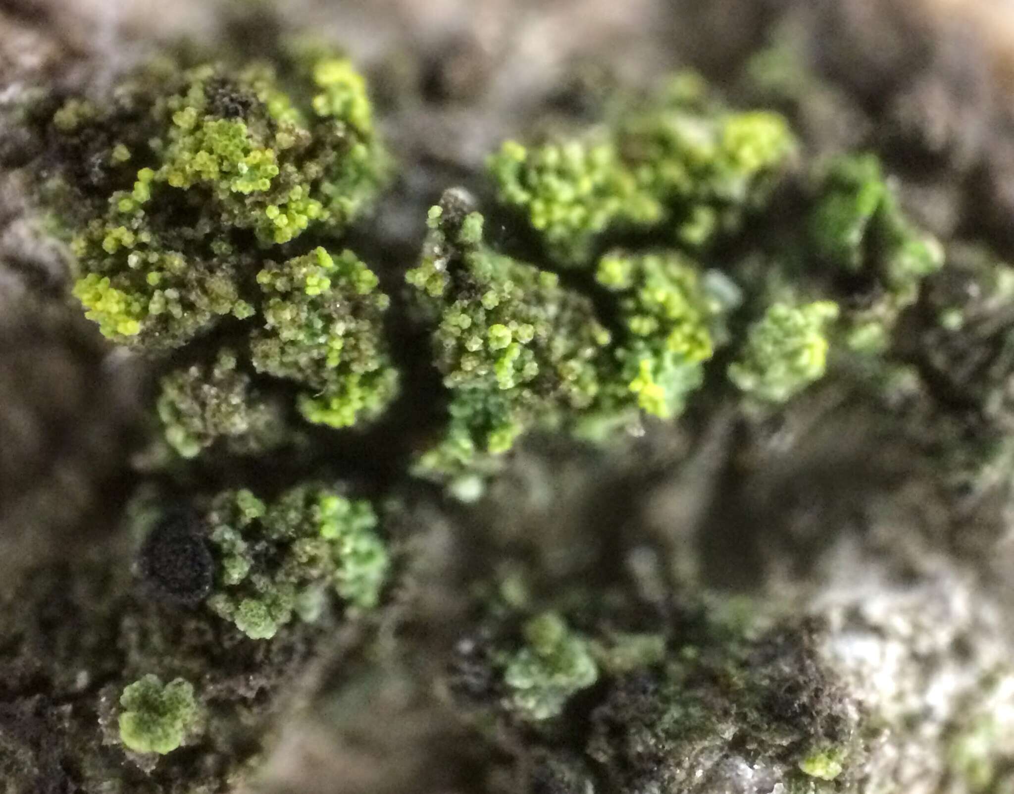 Image of eggyolk lichen