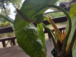 Alocasia heterophylla (C. Presl) Merr. resmi