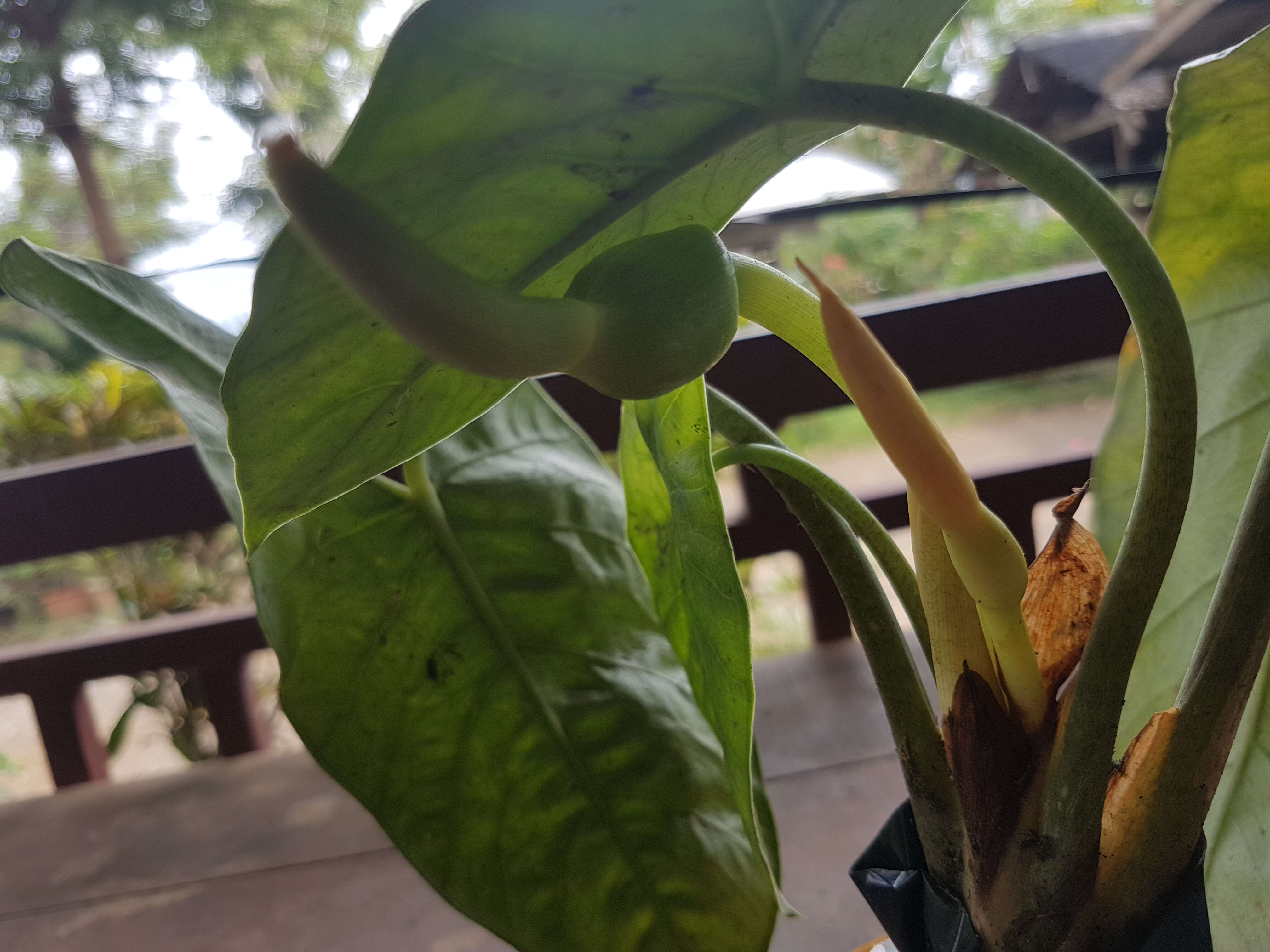 Image of Alocasia heterophylla (C. Presl) Merr.