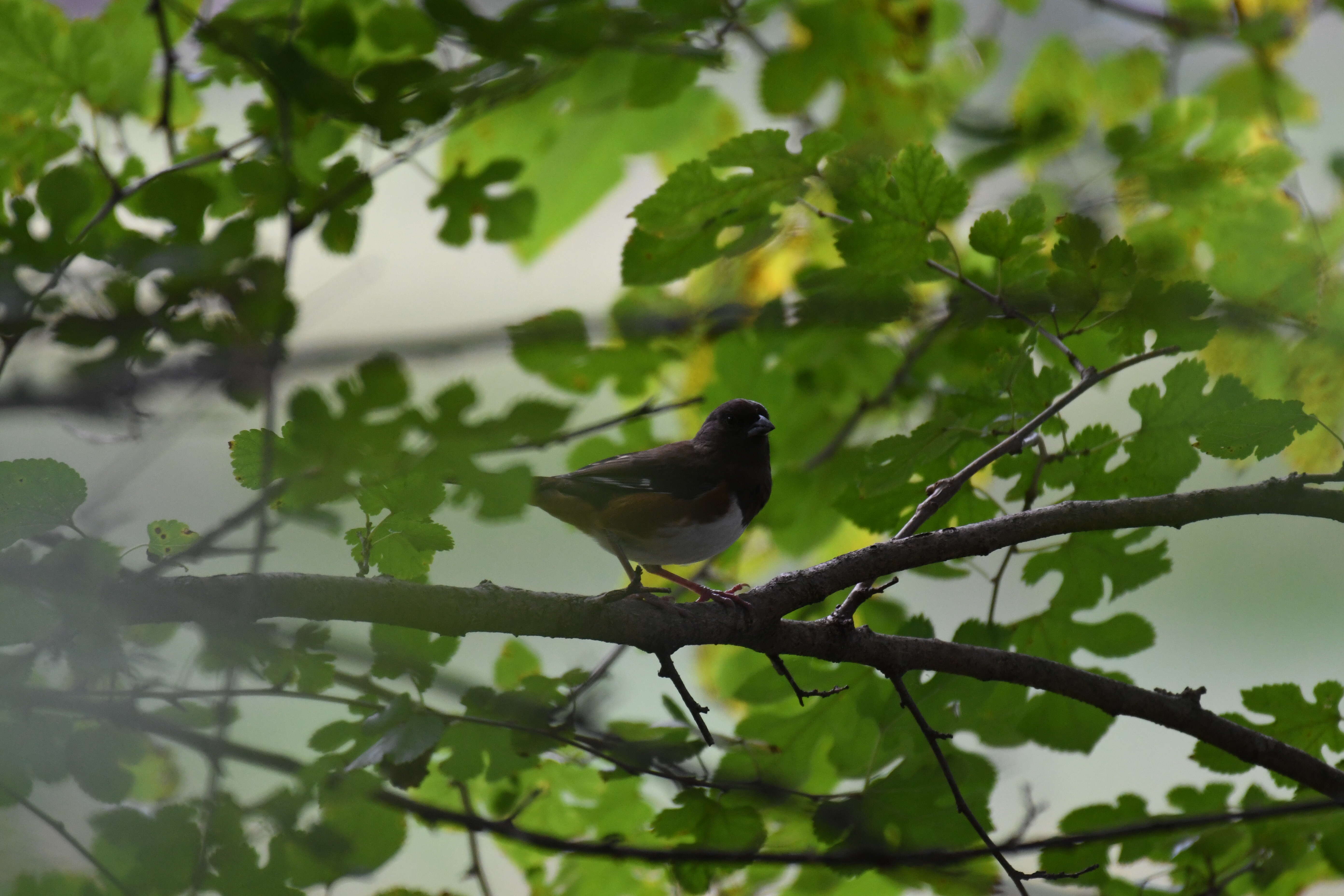 Image of Eastern Towhee