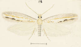 Image of Sagephora exsanguis Philpott 1918