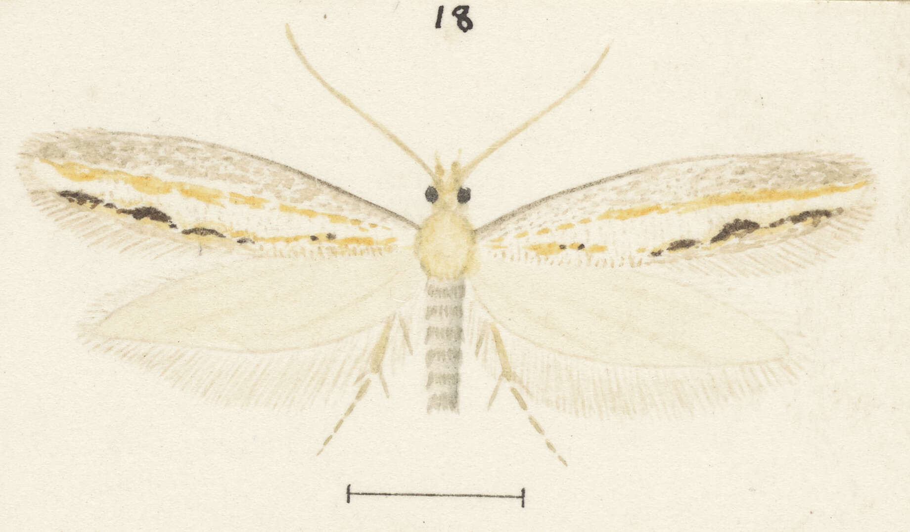 Image of Sagephora exsanguis Philpott 1918