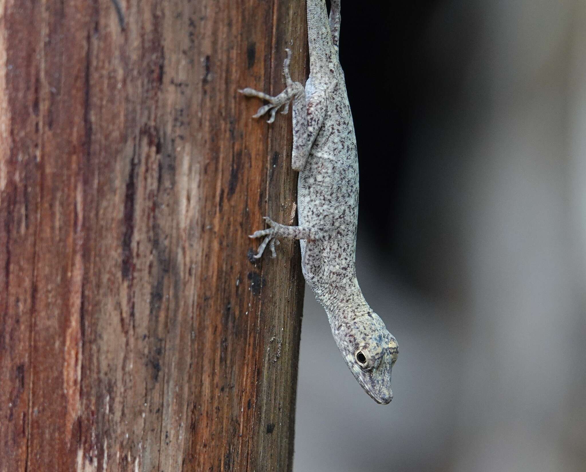 Image of Brown-eared anole