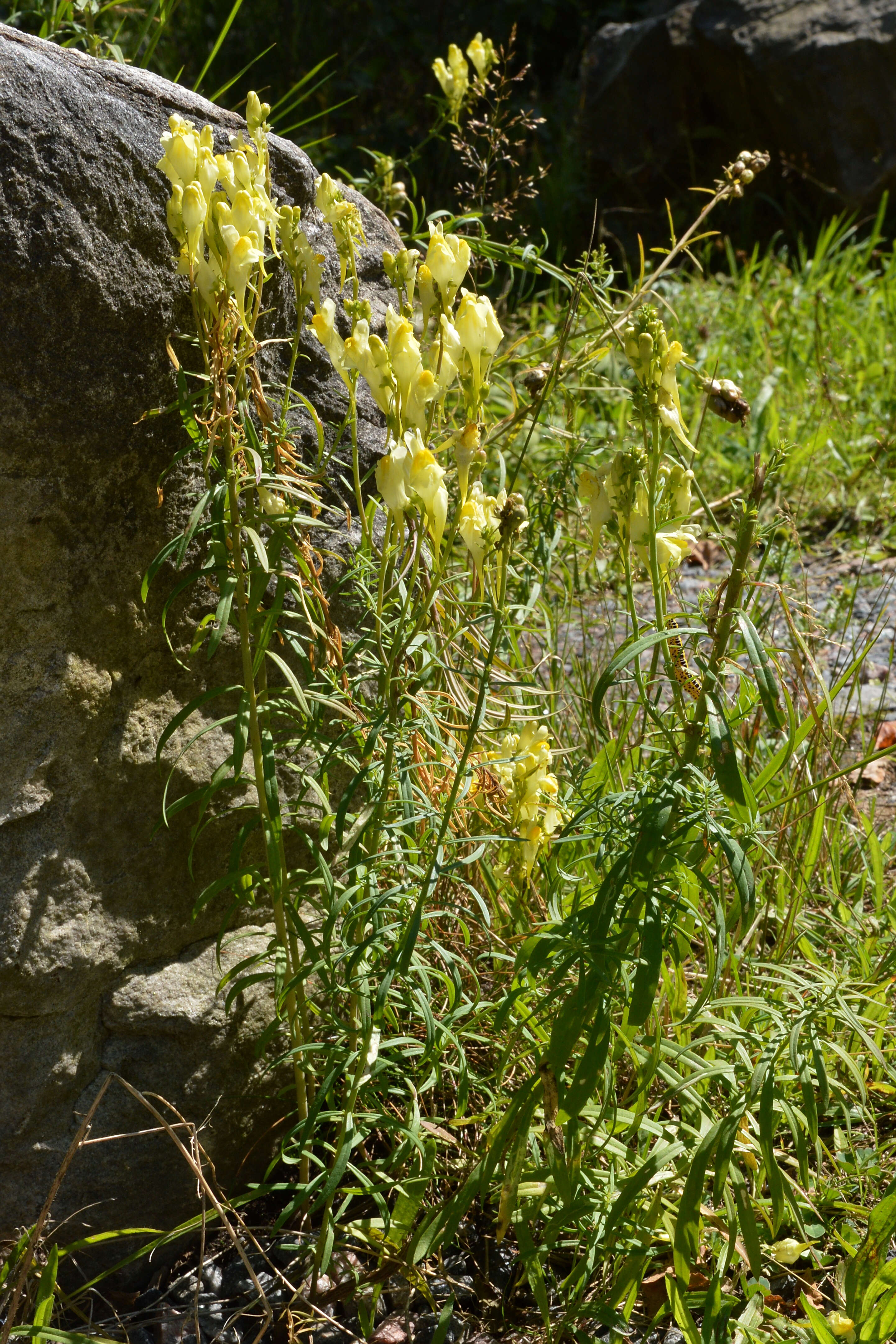 Image of Common Toadflax