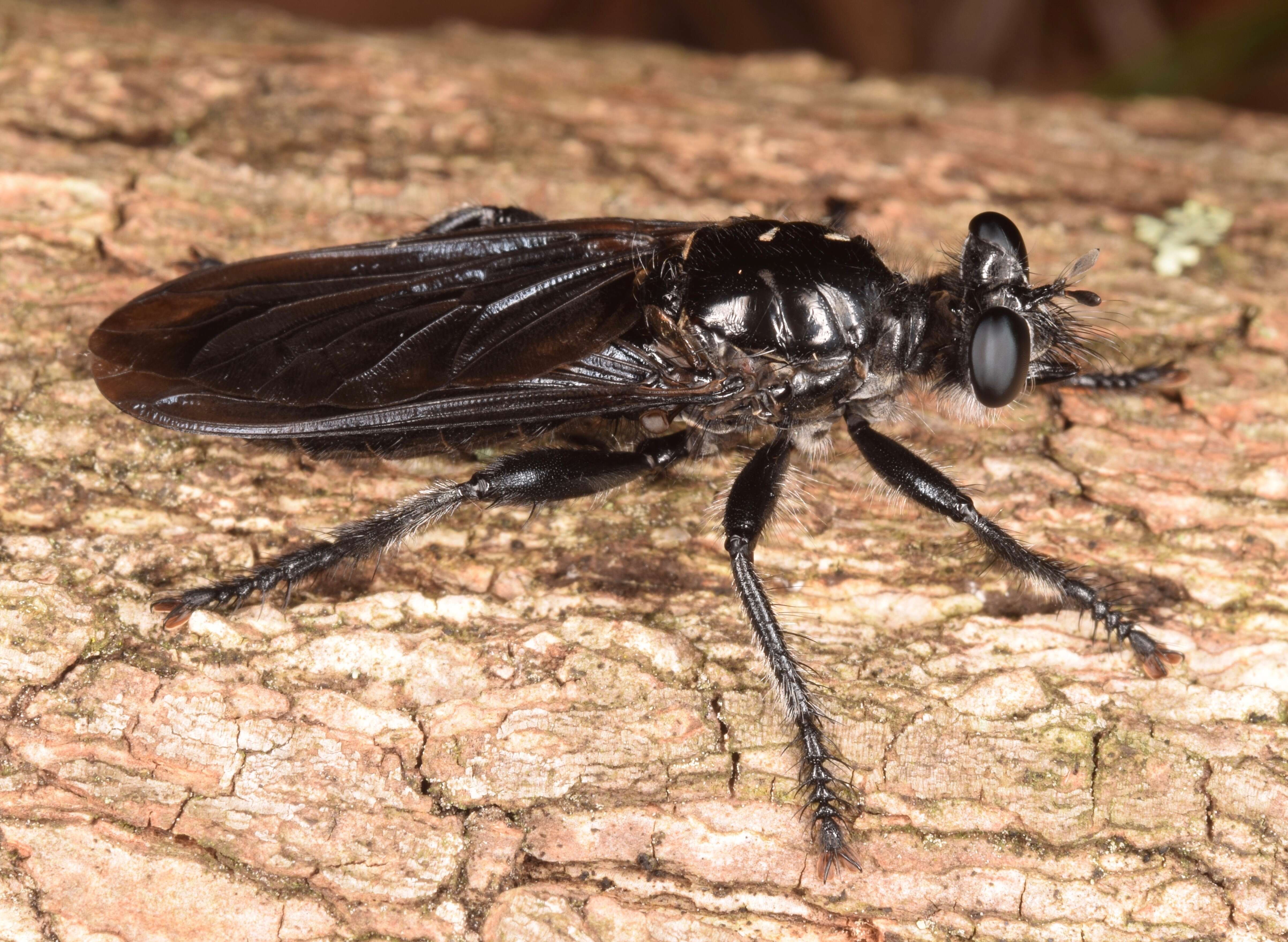 Image of Pogonosoma dorsatum (Say 1824)